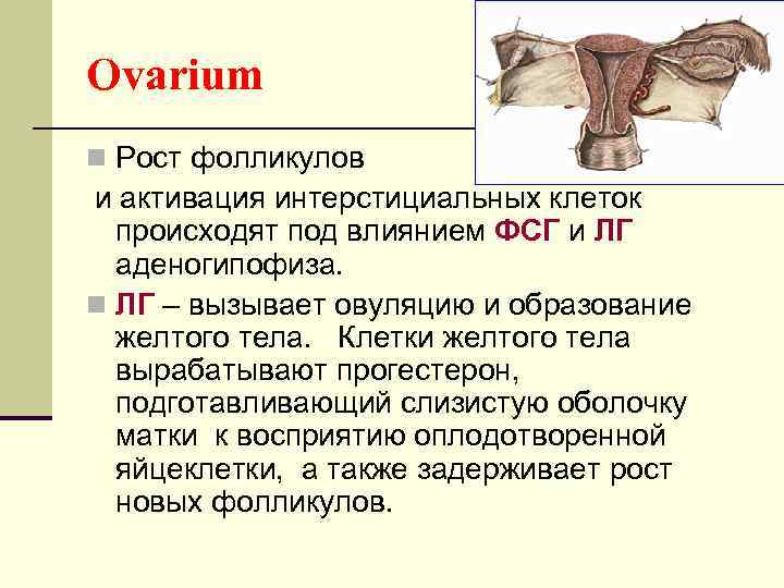 Ovarium n Рост фолликулов и активация интерстициальных клеток происходят под влиянием ФСГ и ЛГ