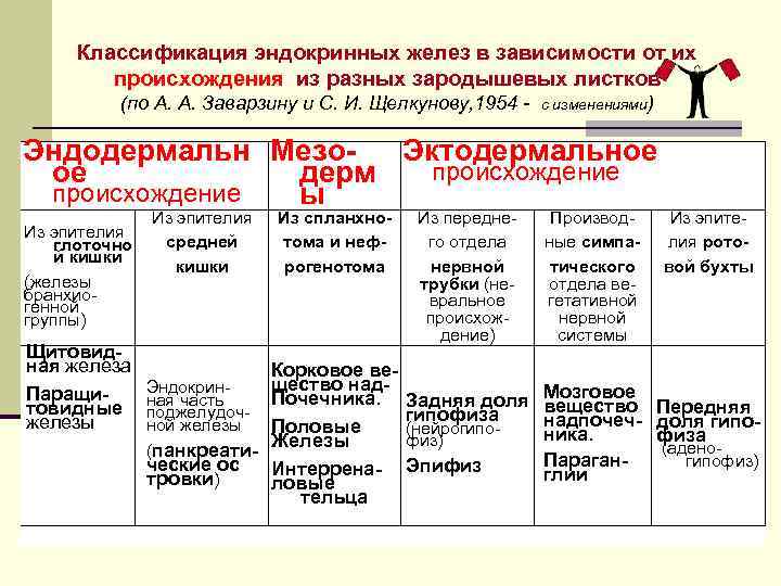 Технологическая карта железы внутренней секреции