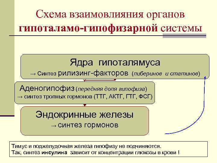 Схема взаимовлияния органов гипоталамо-гипофизарной системы Ядра гипоталямуса → Синтез рилизинг-факторов (либеринов и статинов) Аденогипофиз
