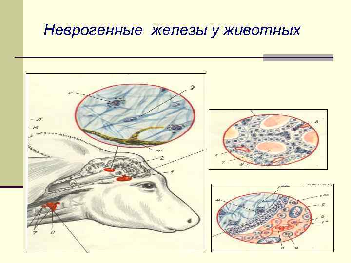 Неврогенные железы у животных 