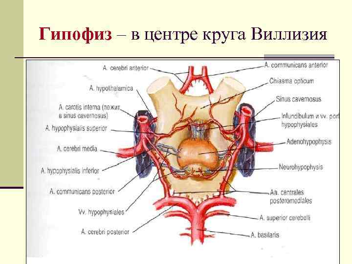 Гипофиз – в центре круга Виллизия 