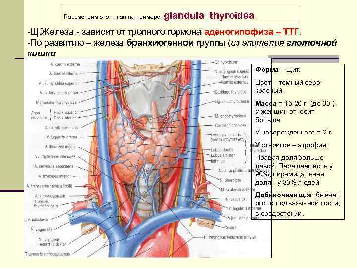 Рассмотрим этот план на примере glandula thyroidea. -Щ. Железа - зависит от тропного гормона