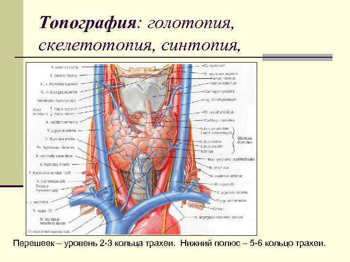 Кровоснабжение гортани схема