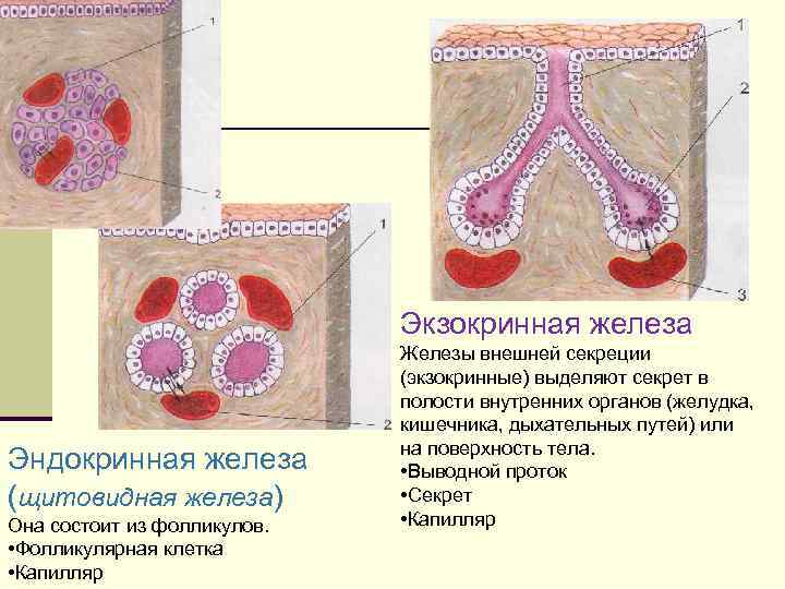 Железы человека схема