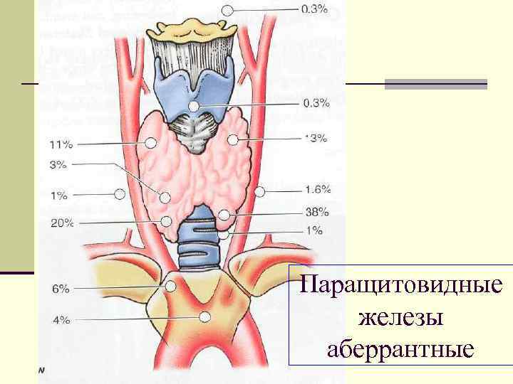 Паращитовидная железа анатомия рисунок. Паращитовидная железа расположение. Паращитовидные железы месторасположение. Паращитовидная железа топография.