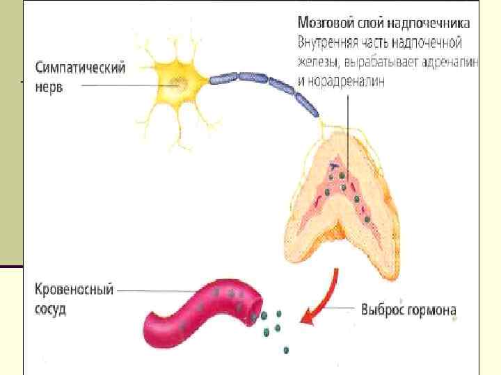 Три железы