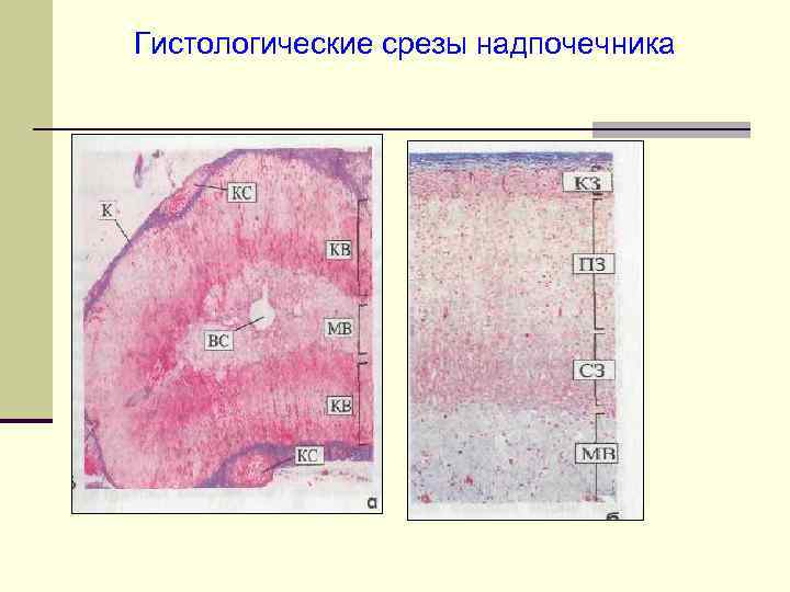 Надпочечники рисунок гистология