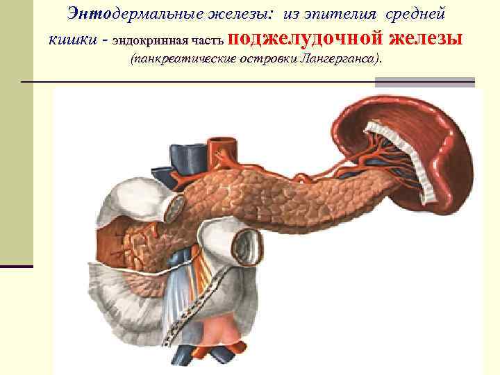 Внутренняя секреция поджелудочной железы