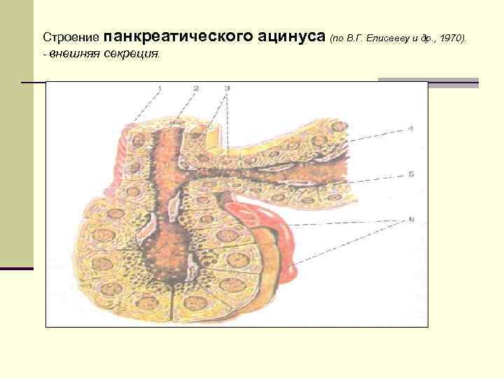 Строение панкреатического - внешняя секреция. ацинуса (по В. Г. Елисееву и др. , 1970).