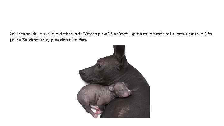 Se destacan dos razas bien definidas de México y América Central que aún sobreviven: