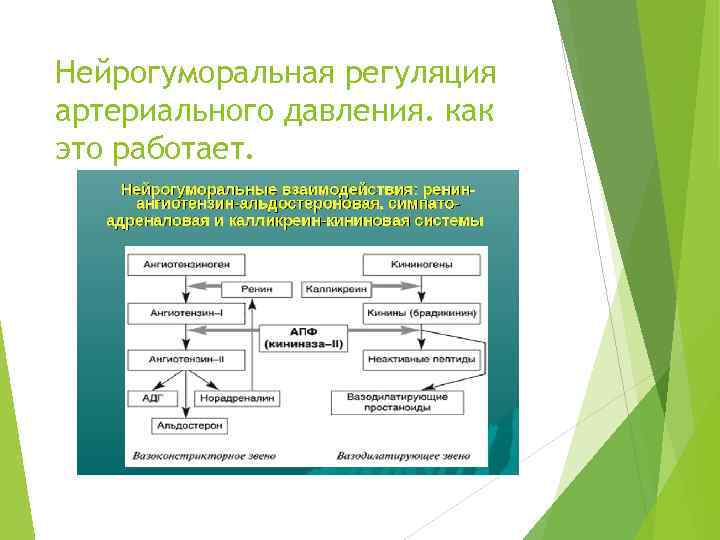 Нейрогуморальная регуляция артериального давления. как это работает. 