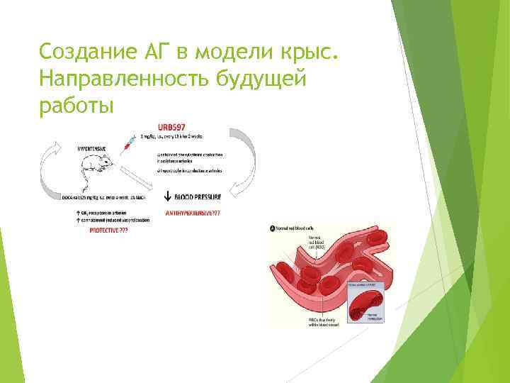 Создание АГ в модели крыс. Направленность будущей работы 