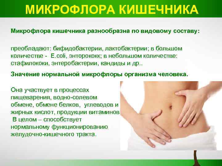 МИКРОФЛОРА КИШЕЧНИКА Микрофлора кишечника разнообразна по видовому составу: преобладают: бифидобактерии, лактобактерии; в большом количестве