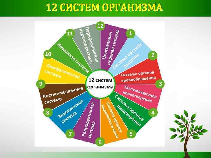 12 СИСТЕМ ОРГАНИЗМА 