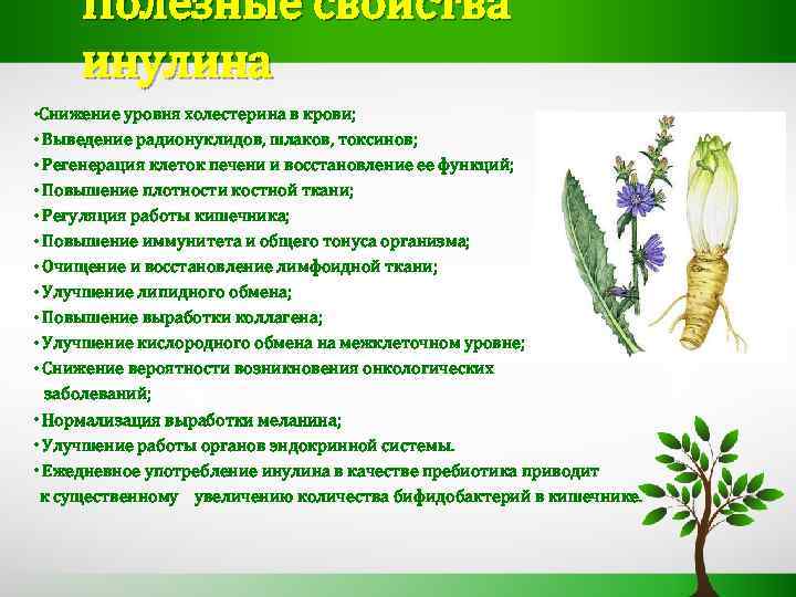 Полезные свойства инулина • Снижение уровня холестерина в крови; • Выведение радионуклидов, шлаков, токсинов;