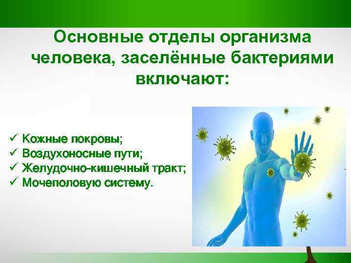 Основные отделы организма человека, заселённые бактериями включают: ü Кожные покровы; ü Воздухоносные пути; ü