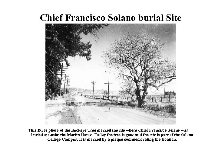 Chief Francisco Solano burial Site This 1930 s photo of the Buckeye Tree marked