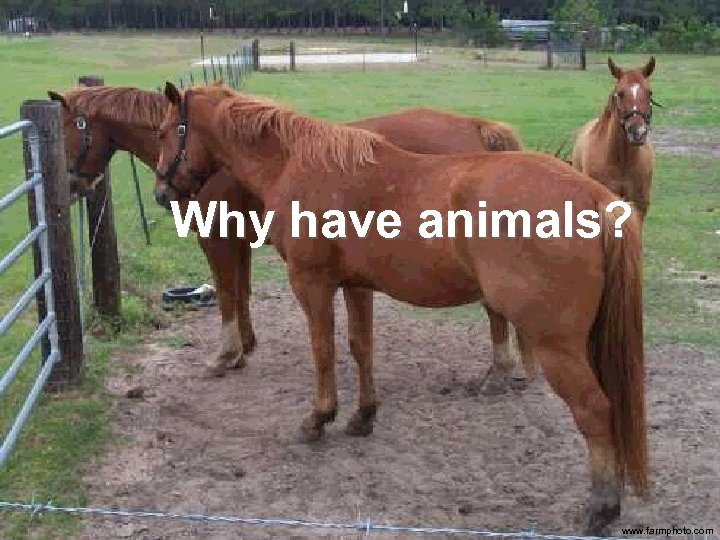 Why have animals? www. farmphoto. com 