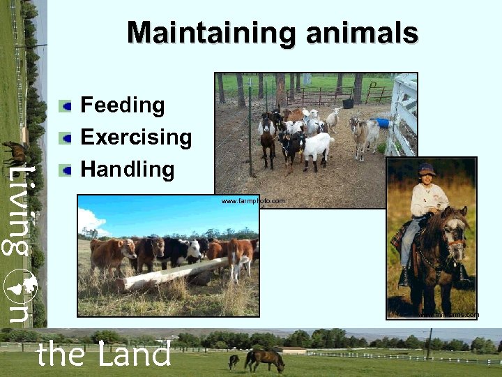 Maintaining animals Living n Feeding Exercising Handling the Land www. farmphoto. com www. mmfarms.