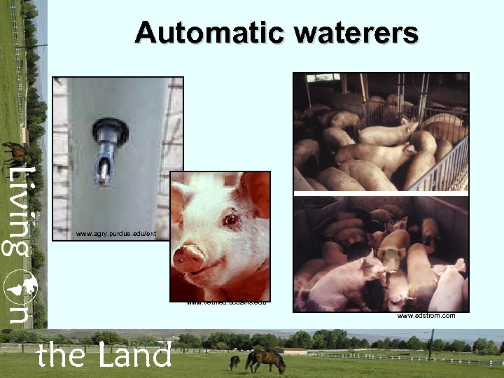 Automatic waterers Living n www. agry. purdue. edu/ext the Land www. vetmed. ucdavis. edu