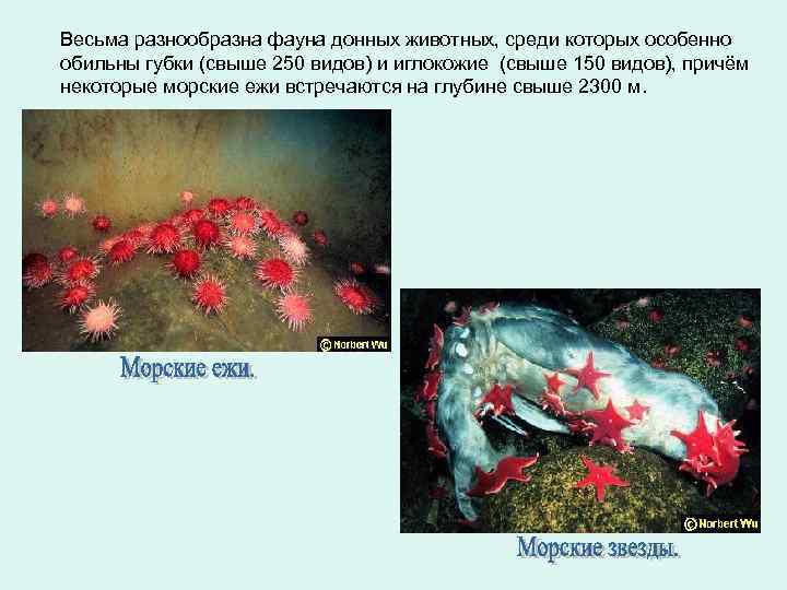 Весьма разнообразна фауна донных животных, среди которых особенно обильны губки (свыше 250 видов) и