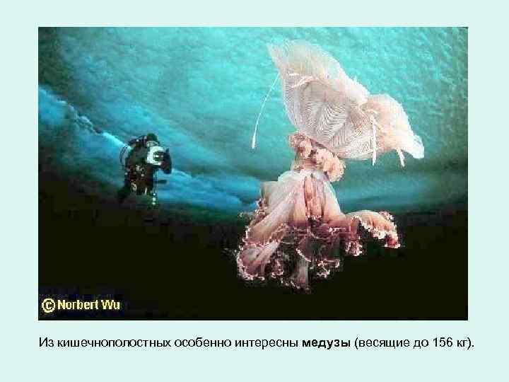 Из кишечнополостных особенно интересны медузы (весящие до 156 кг). 