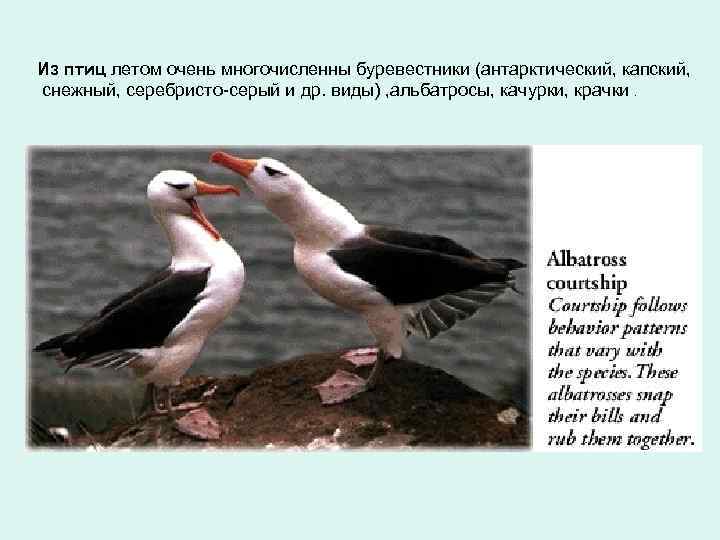 Из птиц летом очень многочисленны буревестники (антарктический, капский, снежный, серебристо-серый и др. виды) ,