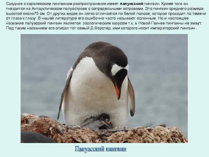 Сходное с королевским пингвином распространение имеет папуасский пингвин. Кроме того он гнездится на Антарктическом