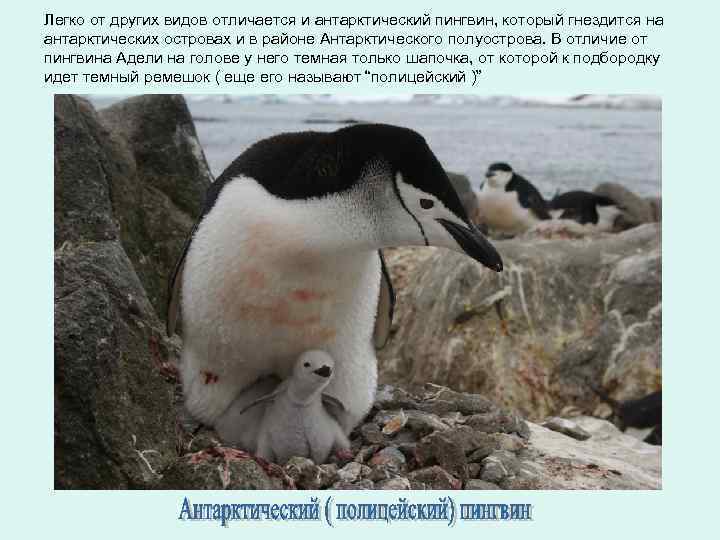 Легко от других видов отличается и антарктический пингвин, который гнездится на антарктических островах и