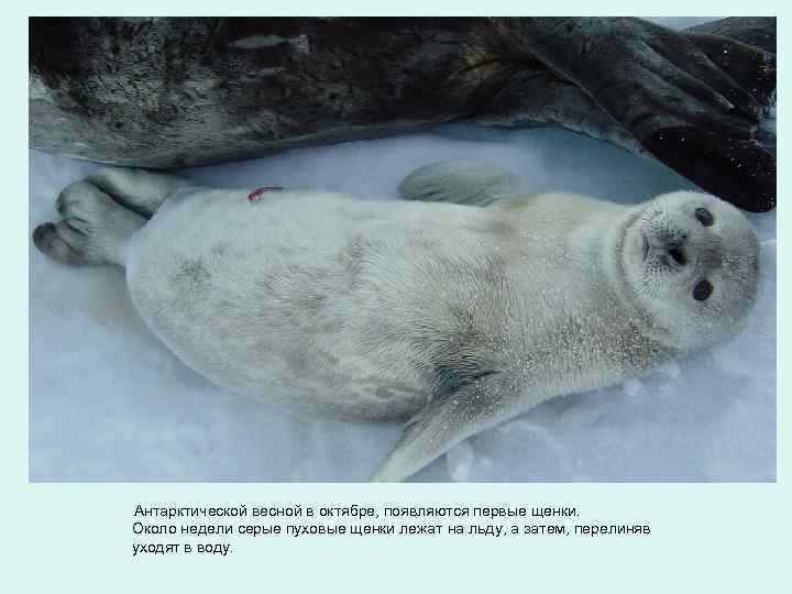 Антарктической весной в октябре, появляются первые щенки. Около недели серые пуховые щенки лежат на