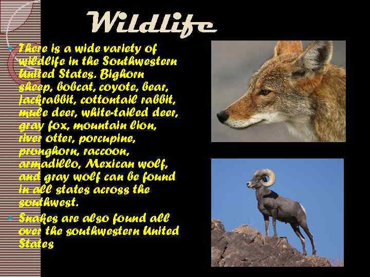Wildlife There is a wide variety of wildlife in the Southwestern United States. Bighorn