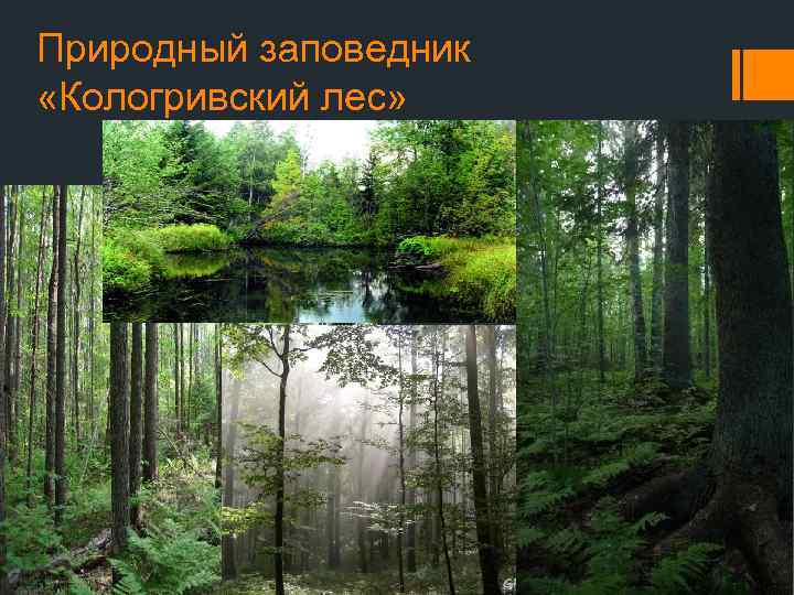 Природный заповедник «Кологривский лес» 