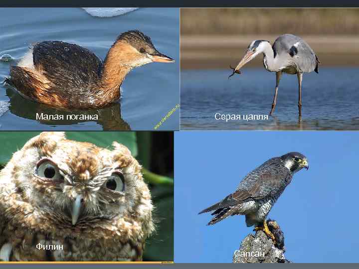Малая поганка Филин Серая цапля Сапсан 