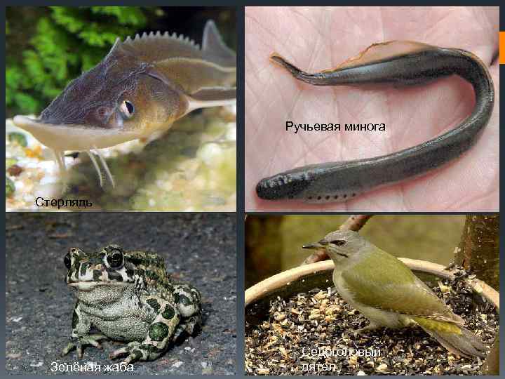Ручьевая минога Стерлядь Зелёная жаба Седоголовый дятел 