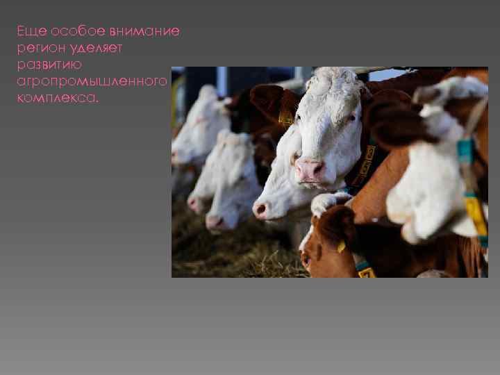 Еще особое внимание регион уделяет развитию агропромышленного комплекса. 