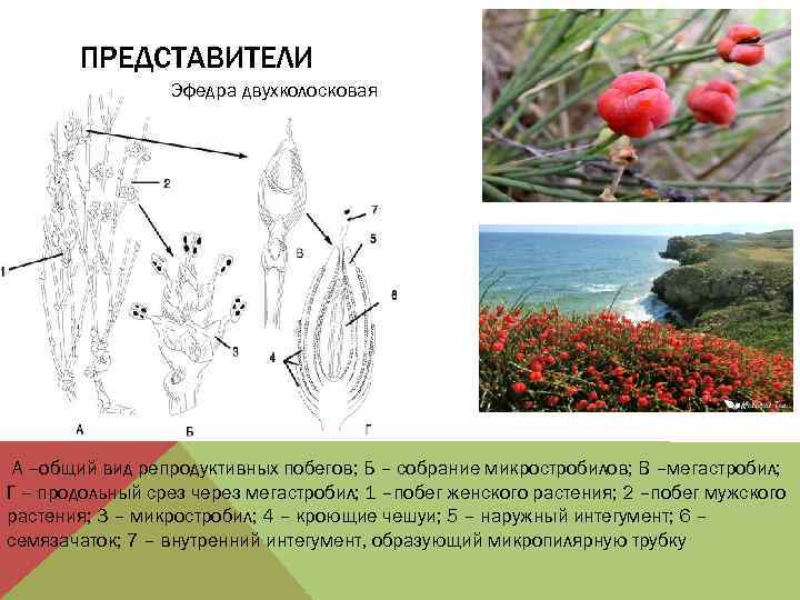 ПРЕДСТАВИТЕЛИ Эфедра двухколосковая А –общий вид репродуктивных побегов; Б – собрание микростробилов; В –мегастробил;