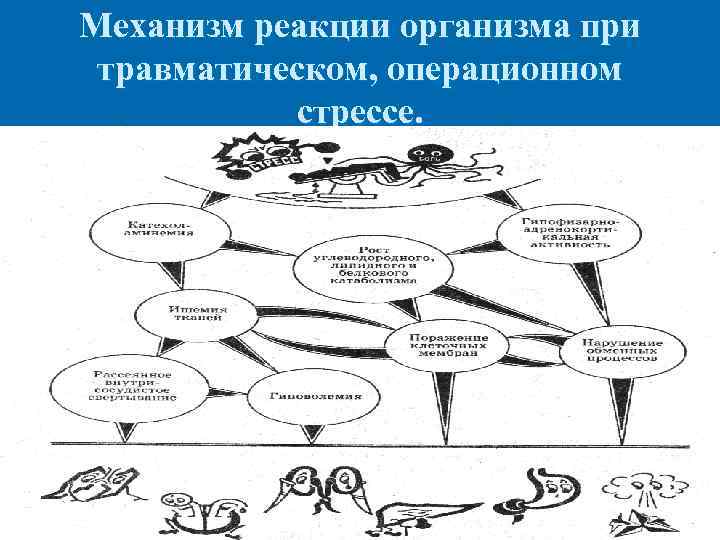 Механизм реакции организма при травматическом, операционном стрессе. 