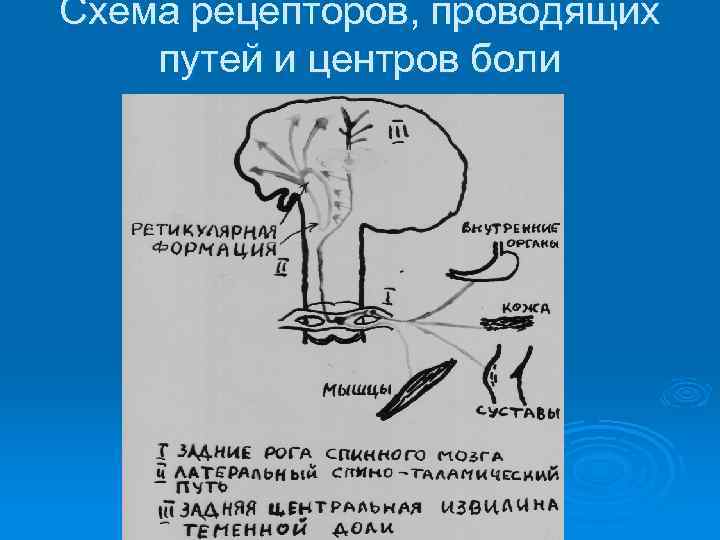 Схема рецепторов, проводящих путей и центров боли 