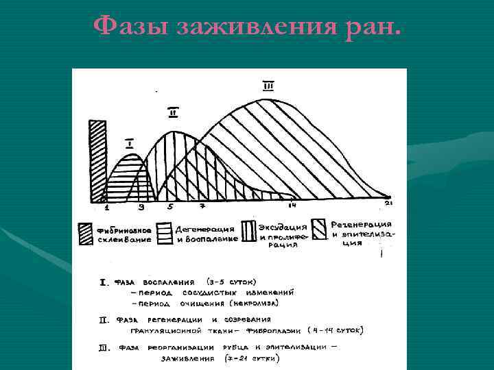 Фазы заживления ран. 