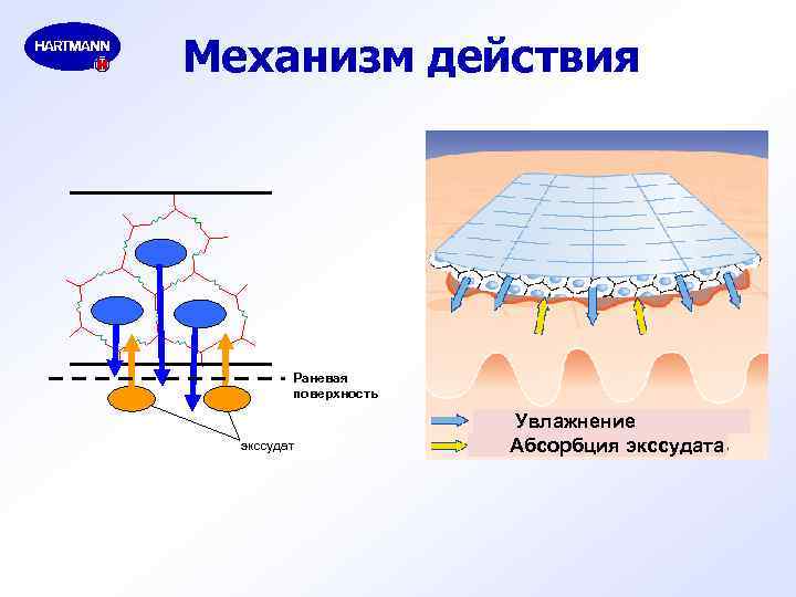 Механизм действия Раневая поверхность экссудат Увлажнение Абсорбция экссудата 