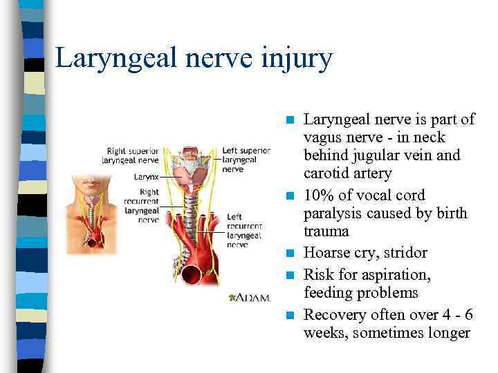 Laryngeal nerve injury n n n Laryngeal nerve is part of vagus nerve -