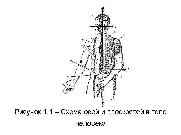 Оси и плоскости человека рисунок