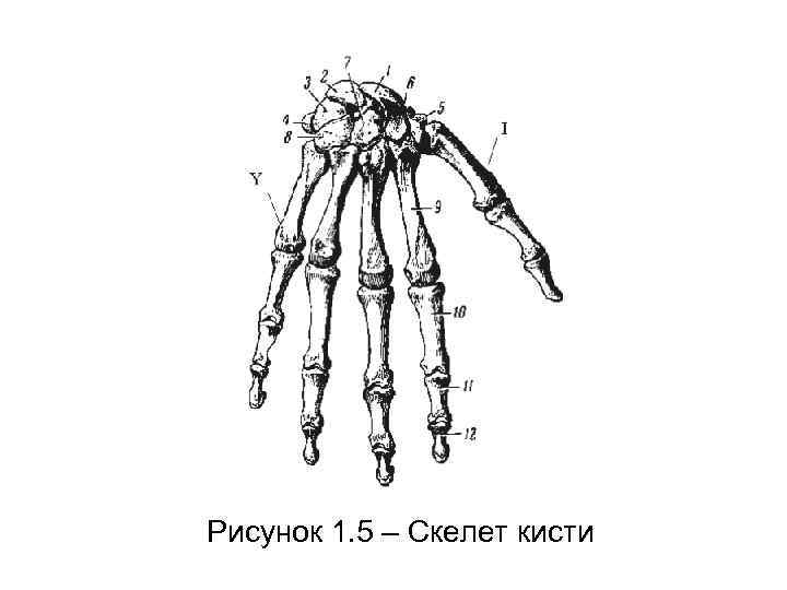 Рисунок 1. 5 – Скелет кисти 