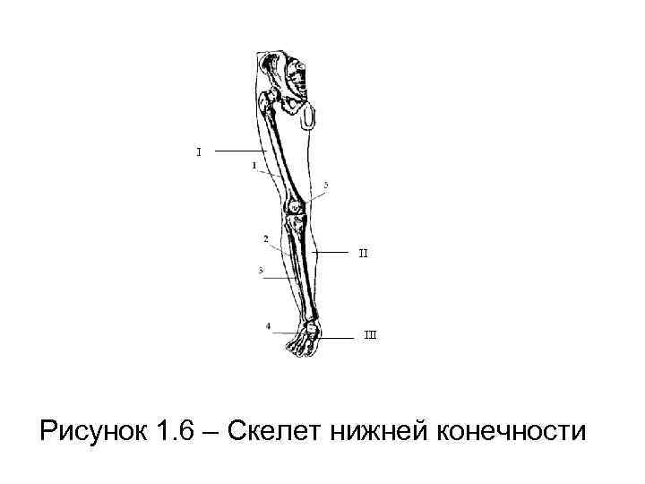 Скелет ног рисунок