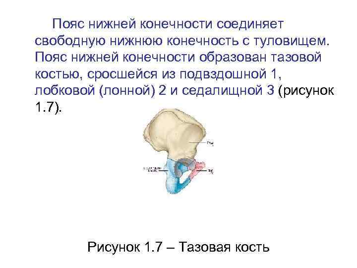 Пояс нижней конечности соединяет свободную нижнюю конечность с туловищем. Пояс нижней конечности образован тазовой