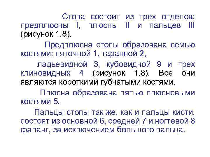 Стопа состоит из трех отделов: предплюсны I, плюсны II и пальцев III (рисунок 1.