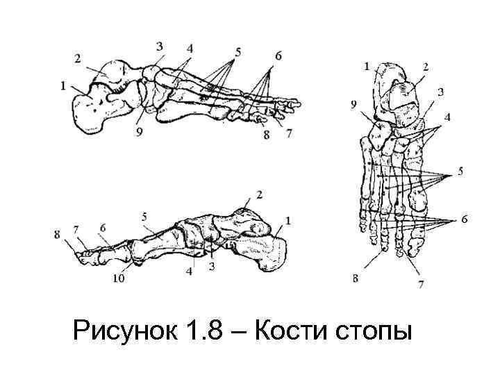 Кости стопы анатомия человека рисунок с подписями