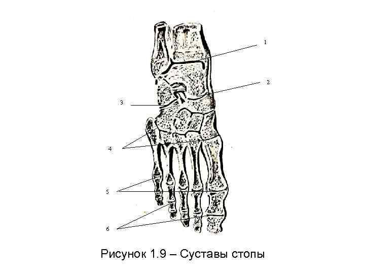 Суставы стопы