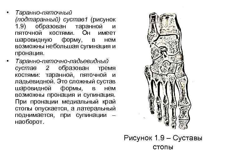  • Таранно-пяточный (подтаранный) сустав 1 (рисунок 1. 9) образован таранной и пяточной костями.