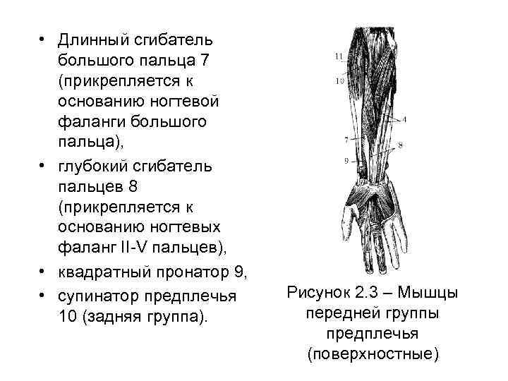 Длинный сгибатель пальцев